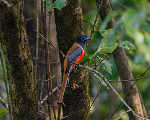Male Malbar Trogon sitting on a branch in his natural Habitat. colorful bird, Beautiful bird. 