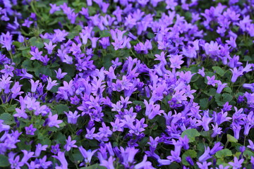 Obraz premium Beautiful blooming bellflowers in sunny March