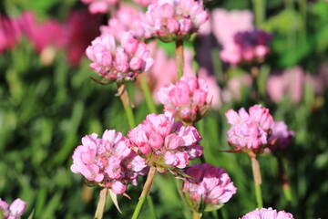 Beautiful blooming thrift in sunny April