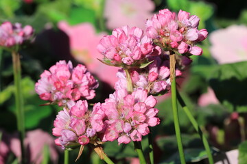 Beautiful great thrift in sunny April