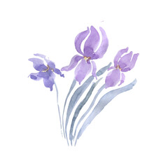 Delicate purple irises, a bouquet of flowers.