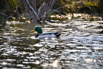 duck in the water