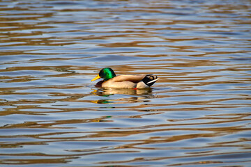 duck on the lake