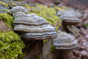 Tree mushrooms growing on a dead fallen tree along with moss 