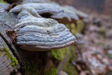 Tree mushrooms growing on a dead fallen tree along with moss 