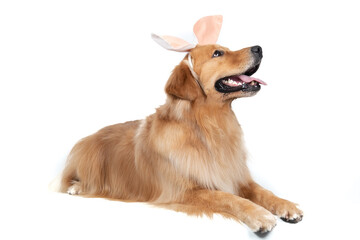 Easter themed pet shoot with golden retriever