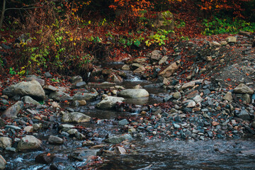 small river flowing through the forest. mountain stream