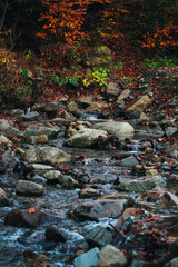 small river flowing through the forest. mountain stream