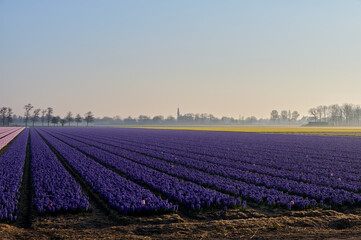 Bulbs fields of hyacinths and daffodils in Lisse The Netherlands, with the morning sun and morning fog.