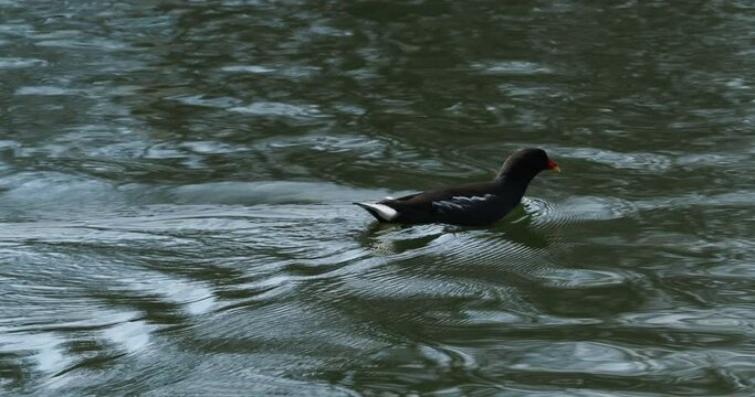 Gallinula chloropus ou Gallinule poule d'eau nageant rapidement en emettant des gloussements 