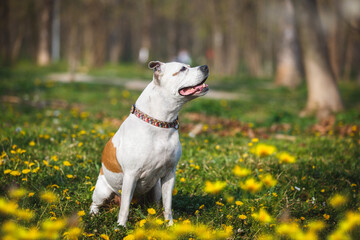 English Staffordshire bull terrier female dog sitting in the grass in spring or summer. Selective focus, copy space