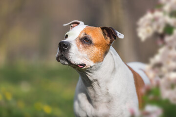 Portrait of a beautiful Staffordshire bull terrier dog standing among flowers on summer sunny day, selective focus, copy space
