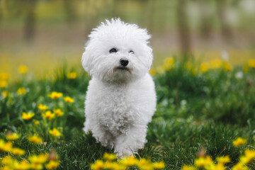 Adorable young Bichon frise puppy  walks around the sunny spring lawn. Active cute puppy. Animal themes, selective focus, copy space - obrazy, fototapety, plakaty