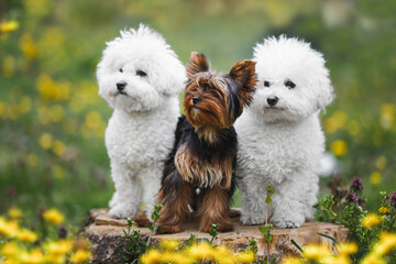 Three dogs of various ages and breed sitting obediently in forest. Two of them are Bichon frise  and one is a Yorkshire Terrier puppy. Animal themes, selective focus, copy space