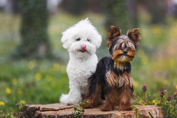 Two adorable  dogs,  Yorkshire terrier puppy  and white Bichon frise puppy dog sitting on a tree trunk in forest. Animal themes, selective focus, copy space © happyimages