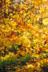 yellow leaves on tree branches. autumn forest