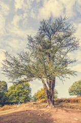 Fototapeta premium tree on a hill