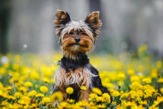 Yorkshire terrier puppy sitting on a dandelion meadow. Front view portrait of a beautiful Yorkshire terrier female puppy dog sitting at the blossoming dandelion meadow. Selective focus, copy space