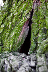 tree bark with green moss and lichen