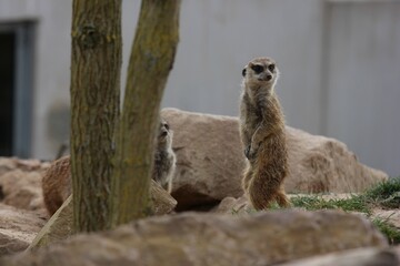 A meerkat looking around, standing in the trees