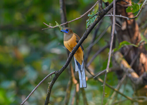 Female Malbar Trogon has dark cinnamon head and breast, pale cinnamon underparts and brown and-buff vermiculated coverts.