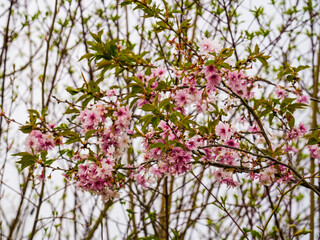 Spring sketch, violet inflorescences on a tree branches