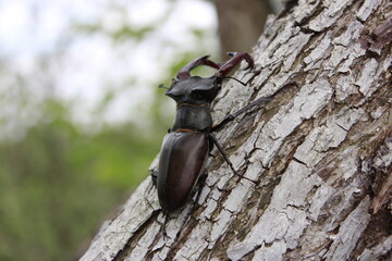 male stag beetle. Cervus Lucanus