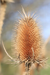 Obraz premium Dry thistle in sunny March