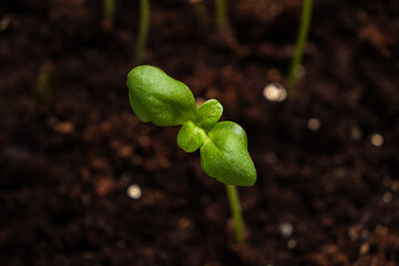 seedling on the black background
