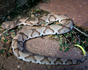 Injured copperhead
