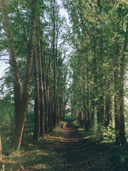 Beautiful spring landscape with trees