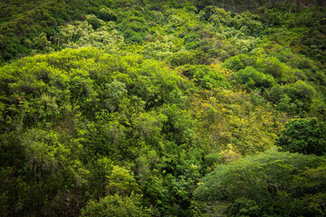 Fototapeta na wymiar Nature background image of a lush tropical forest in many shades of green on a steep hillside