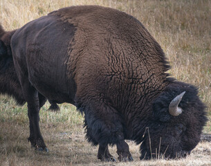 Yellowstone Bison grazing