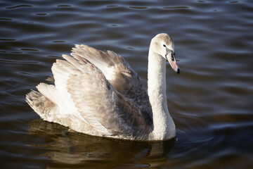 A young, not yet fully fledged white swan on the water. Waterfowl portrait	