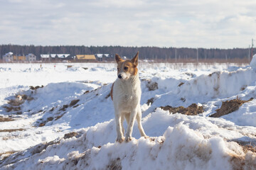 A stray dog, white with red spots, stands on a snowy mountain in winter