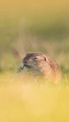 Naklejka na ściany i meble European ground squirrel (Spermophilus citellus) eating on a field of fresh greenery