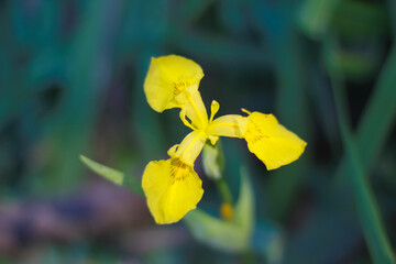 Iris Pseudacorus (yellow iris)