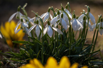 spring snowdrop flowers