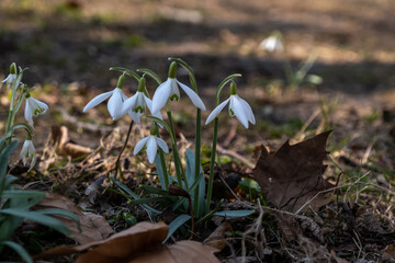 spring snowdrops in the snow