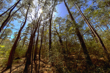 Obraz premium trees in the woods