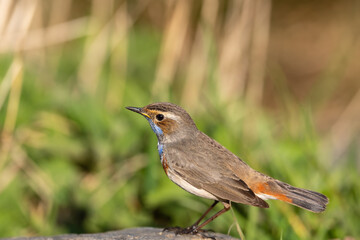 Blue throat