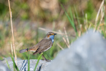 Blue throat