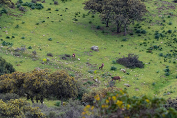 Paisaje de encinas y pasto verde