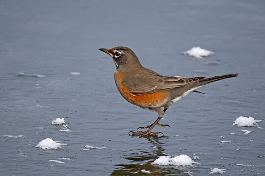 American Robin on ice "Stepping gingerly"