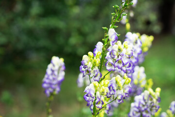 Aconitum also known as aconite, monkshood, wolf's-bane, leopard's bane, mousebane, women's bane, devil's helmet, queen of poisons or blue rocket, flowering poisonous plants