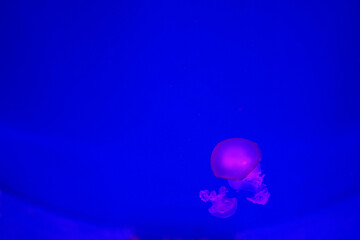 Jellyfish illuminated in pink on a blue background. Relax concept. Undersea world. Copy space for text