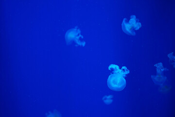 Naklejka na ściany i meble Jellyfish illuminated in blue on a blue background. Relax concept. Undersea world. Copy space for text