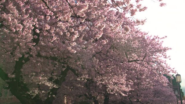 Cinematic View Walking Under Cherry Blossom Tree with Flowers in Full Bloom