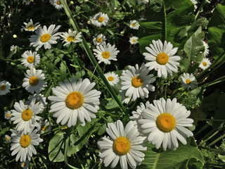 Obraz premium White spring daisies with green leaves close-up