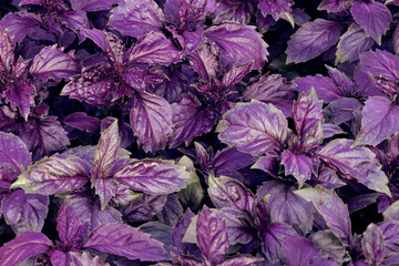 photo of beautiful fresh purple basil